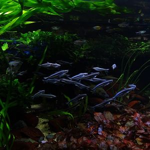 Tank 17 ('Congo') (species list in comments)