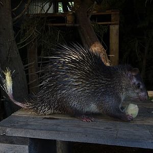 Asiatic brush-tailed porcupine (Atherurus macrourus)