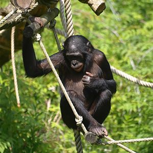 Bonobo (Pan paniscus), 2015-08-01