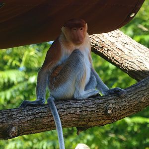 Proboscis monkey Jeff (Nasalis larvatus), 2015-08-01