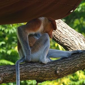 Proboscis monkey Jeff (Nasalis larvatus), 2015-08-01
