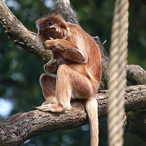 Javan Lutung (Trachypithecus auratus), 2015-08-01