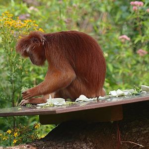 Javan Lutung (Trachypithecus auratus), 2015-08-01