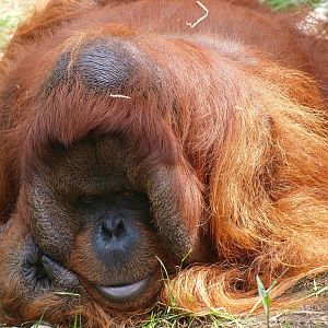 Bornean orangutan (Pongo pygmaeus), 2015-08-01