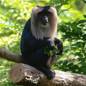 Lion-tailed macaque (Macaca silenus), 2015-08-01