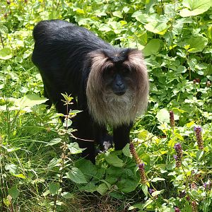 Lion-tailed macaque (Macaca silenus), 2015-08-01