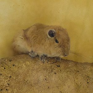 Gundi (Ctenodactylus gundi), 2015-08-01