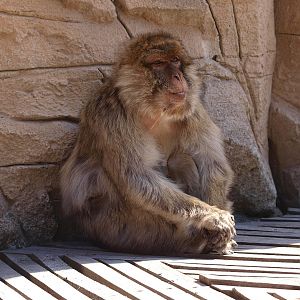 Barbary macaque (Macaca sylvanus), 2015-08-01