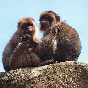 Barbary macaques (Macaca sylvanus), 2015-08-01