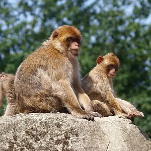 Barbary macaques (Macaca sylvanus), 2015-08-01