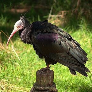 Waldrapp (Geronticus eremita), 2015-08-01