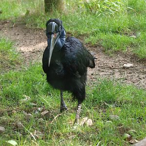 Abyssinian ground hornbill (Bucorvus abyssinicus), 2015-08-01