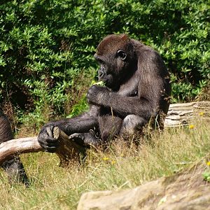 Western lowland gorilla (Gorilla gorilla gorilla), 2015-08-01