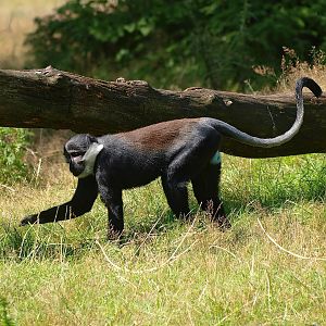 L'Hoest's guenon (Allochrocebus lhoesti), 2015-08-01