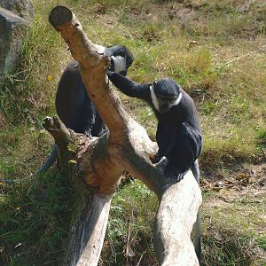 L'Hoest's guenon (Allochrocebus lhoesti), 2015-08-01