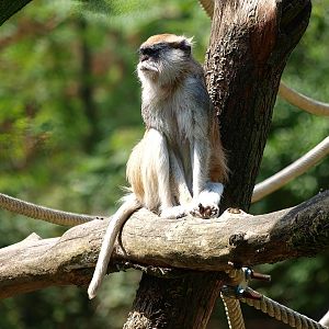Common patas monkey (Erythrocebus patas patas), 2015-08-01