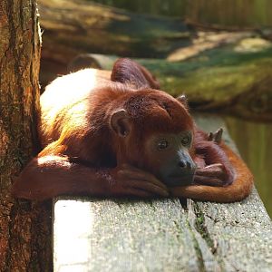 Venezuelan red howler (Alouatta seniculus seniculus), 2015-08-01