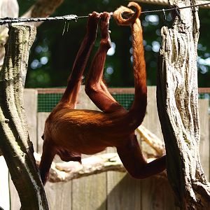 Venezuelan red howler (Alouatta seniculus seniculus), 2015-08-01