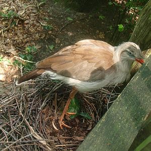 Red-legged seriema (Cariama cristata), 2015-08-01