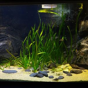 Tank 19 (species list in comments)