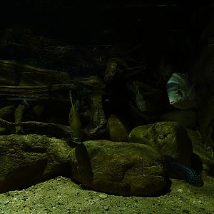 Tank 20 (species list in comments)