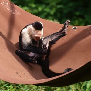 White-faced capuchin (Cebus capucinus), 2015-08-01
