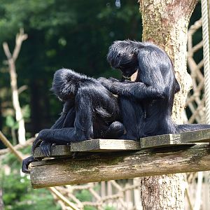 Colombian black spider monkey (Ateles fusciceps rufiventris), 2015-08-01