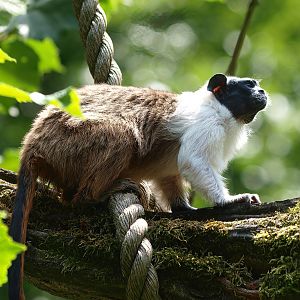 Pied tamarin (Saguinus bicolor), 2015-08-01