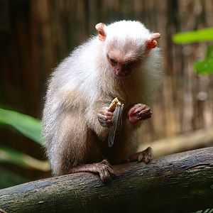 Silvery marmoset (Mico argentatus) eating a locust, 2015-08-01