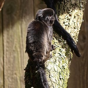 Goeldi's marmoset (Callimico goeldii), 2015-08-01