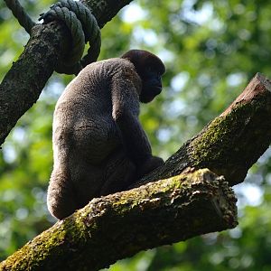 Woolly monkey (Lagothrix lagotricha), 2015-08-01