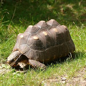 Red-footed tortoise (Chelonoidis carbonarius), 2015-08-01