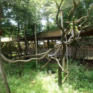 Hanuman langur exhibit, 2015-08-01