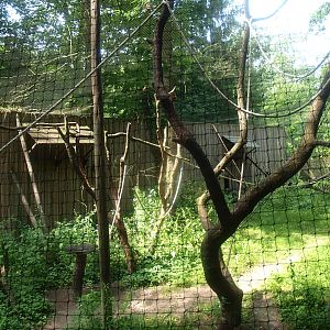 Hanuman langur exhibit, 2015-08-01
