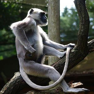 Hanuman langur (Semnopithecus entellus), 2015-08-01