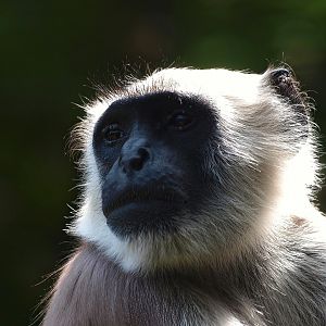 Hanuman langur (Semnopithecus entellus), 2015-08-01