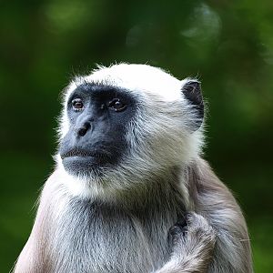 Hanuman langur (Semnopithecus entellus), 2015-08-01