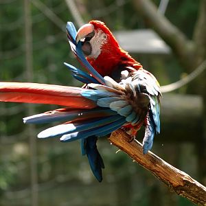 Preening Green-winged macaw (Ara chloropterus), 2015-08-01