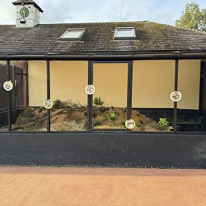 Sand Lizard Enclosure