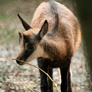Young chamois