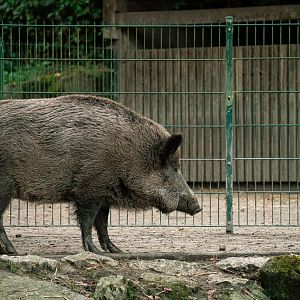Wild boar