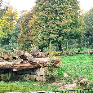 Brown bear and fox enclosure