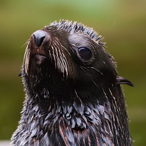 Northern Fur Seal