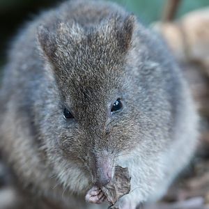 Long-Nosed Potoroo, CWP, UK