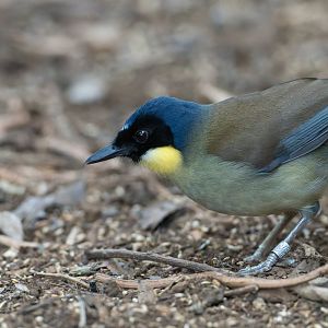 Blue Crowned Laughing Thrush, CWP, UK