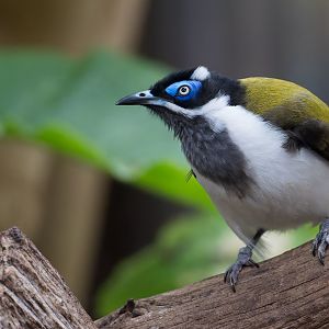 Blue Faced Honey Eater