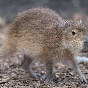 Juvenile Capybara, CWP, UK