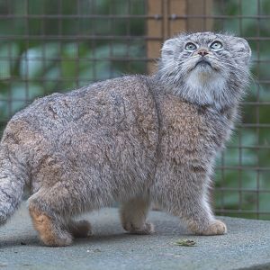 Pallas's Cat (m) CWP, UK