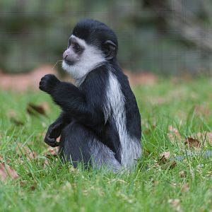 Juvenile Black and White Colubus Monkey, CWP, UK