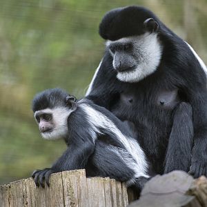 Black and White Colobus Monkeys, CWP, UK